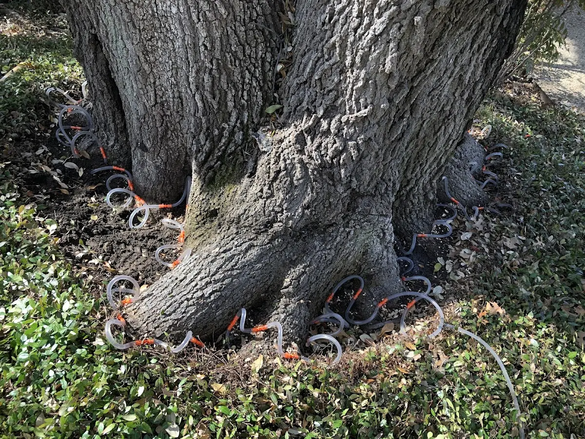 Detailed Tree Cabling and Bracing job site in Kimballton