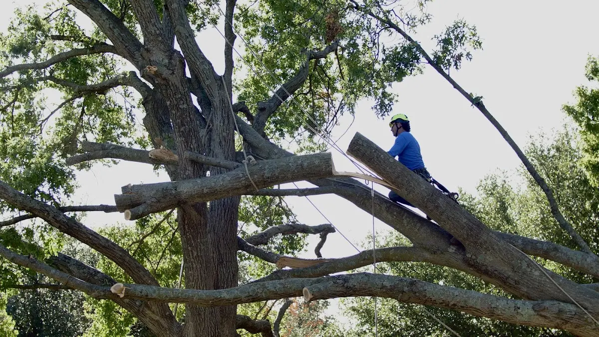 Professional Crown Thinning performed by certified arborists in Kimballton